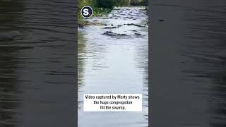 Alligators Swarm Swamp in Georgia State Park [upl. by Ennasus]