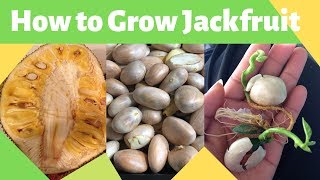 How to Grow Jackfruit from Seed [upl. by Hsirk]