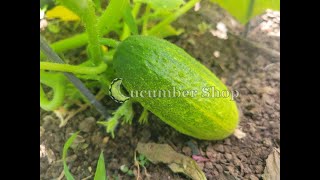 Looking at some Monika Cucumber Plants [upl. by Oleusnoc]