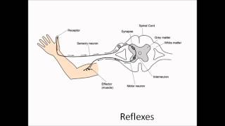 Revise Reflexes [upl. by Wertz]