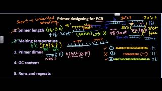 Primer designing [upl. by Iek492]