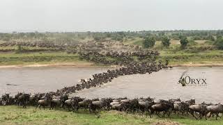 Wildebeest Migration River Crossing Serengeti National Park [upl. by Binnings]