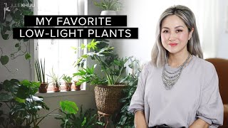 30 Favorite LowMaintenance LOW LIGHT INDOOR PLANTS plus Styling Tips [upl. by Riggs680]