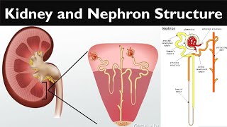 Kidney structure  Nephron structure  Histology of Nephron  Excretory System [upl. by Braasch]