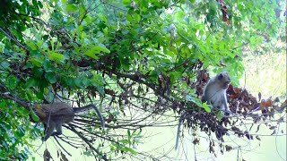 Captivating Wildlife Macaque Monkeys in Their Natural Forest Habitat [upl. by Strickman]