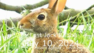 Lost Jack Rabbit 07102024 [upl. by Thia]