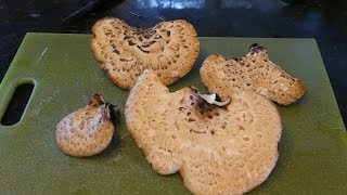 Dryads Saddle Mushroom ID amp Recipe [upl. by Bruni]