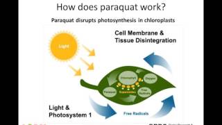 Webinar Maximising the performance of paraquat based herbicides in northern fallow [upl. by Polash]