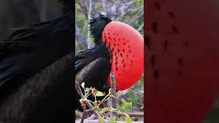 Puffing Up for Love❤️ The Spectacular Courtship of Male Frigate Bird birds shorts  Animal Planet [upl. by Laroy941]