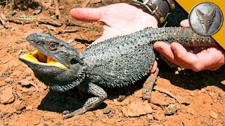 BEARDED DRAGON  Finally Caught One [upl. by Dunton929]