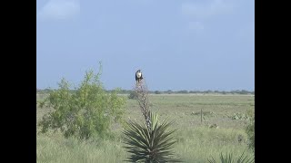 Remarkable Recovery of the Aplomado Falcon [upl. by Ybsorc785]