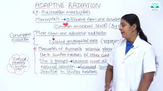 BIOLOGY 7 4 2 ADAPTIVE RADIATION EXAMPLES [upl. by Landel]