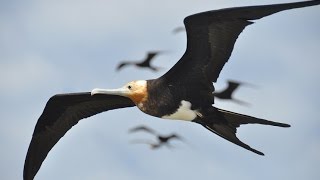 Frigatebirds ride air currents like a roller coaster [upl. by Hekker561]