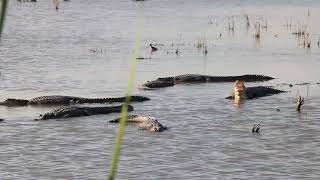 Several gators at Teal pond at Brazoria Wildlife Refuge pt 1 [upl. by September]