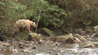 Spirit Bear Lodge  Legends from the Great Bear Rainforest [upl. by Garibold503]