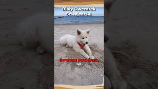 Biały owczarek szwajcarski 🐾 Rasa podobna do niemieckiego owczarka psy owczarek zwierzęta fakt [upl. by Asseniv656]