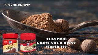 Did You Know Allspice Can Be Grown at Home Wondering If Growing It Yourself Is a Smart Choice Yes [upl. by Ardnekahs]