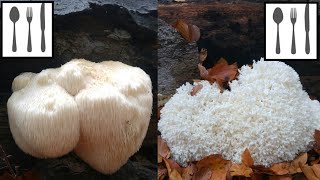 Porównanie Soplówka jeżowata Hericium erinaceus vs Soplówka bukowa Hericium coralloides [upl. by Nitsyrk4]