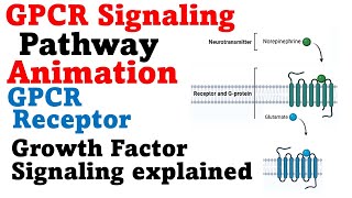 G protein signaling pathway  GPCR cell signaling [upl. by Anircam]
