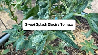 A Variegated Tomato  Sweet Splash Electra Tomato [upl. by Allista]