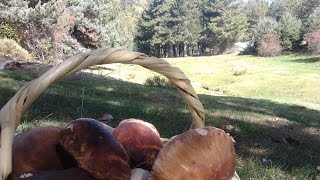 Monte Abantos Valle de los Caidos recogida de boletus de pino [upl. by Aseuqram]