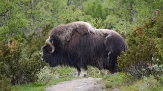 Moschusochsen im Nationalpark DovrefjellSunndalsfjella von Andreas Reisböck [upl. by Adonis]