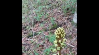 하늘이 내려 준 명약 천마 천마꽃홍천마 청천마 Gastrodia elata Blume [upl. by Hardigg952]