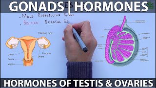 Gonads and Hormones [upl. by Cima118]