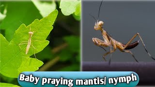 Baby praying mantisNymphstood on a leafInsectsBiologyLife on earth [upl. by Balcke]