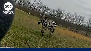 Police kill zebra after it nearly bites Ohio owners arm off  GMA [upl. by Annaitsirhc]