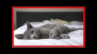 Neues Futter für Katzen mit Futtermittelallergie von Royal Canin [upl. by Dole]