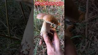 PorcinoSteinpilzeCepBolete shorts new nature forest trending viralshort wood pilze fungi [upl. by Tnilk283]