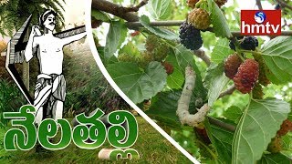 Mulberry Tree Plantation Information Guide  Nela Talli  HMTV [upl. by Roz]