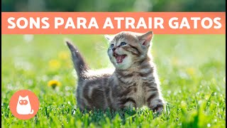 Miados para ATRAIR GATOS 🐱🔊 Sons para o seu gato se aproximar [upl. by Hauhsoj912]