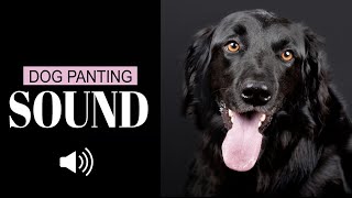 Dog Panting Sound Effect  Dogs Panting Noises [upl. by Ennairac]