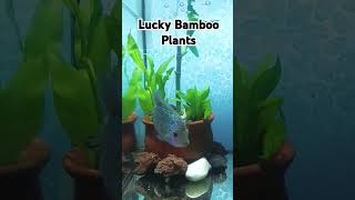 LUCKY BAMBOO AQUATIC PLANTS [upl. by Nitfa]