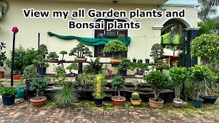 View my all Garden plants and Bonsai Plantjadeficusginsengmicrocorpafoxtail [upl. by Marla]