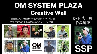 【掛下 尚一郎 作品解説】一般社団法人 日本自然科学写真協会（SSP）有志展：「OM SYSTEMで撮る 自然からのメッセージ 2022」 [upl. by Ainesej]