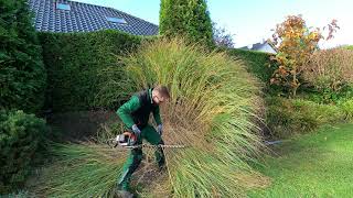 Kustorez Pampas grass cutting [upl. by Adiraf]