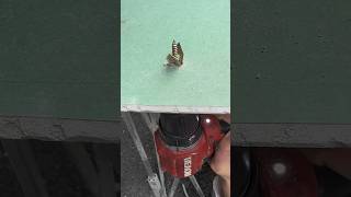 SelfDrilling Drywall Anchor  Easy Installation with SelfTapping Expansion Screws [upl. by Draper]