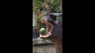 Hippo eating watermelon [upl. by Ramin708]