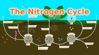 Understanding Our Soil The Nitrogen Cycle Fixers and Fertilizer [upl. by Noiram512]