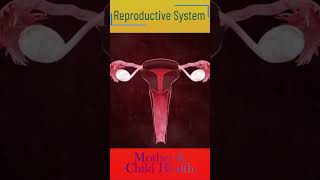 Female reproductive system [upl. by Asserat]