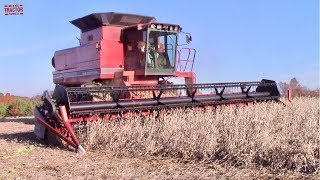 CASE INTERNATIONAL 1680 AxialFlow Combine Harvesting Soybeans [upl. by Ecirehc]