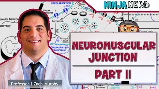 Musculoskeletal System  Neuromuscular Junction  Excitation Contraction Coupling Part 2 [upl. by Siblee550]