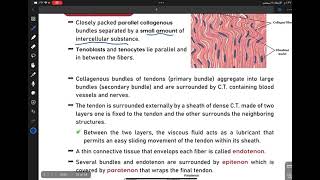 histology 35 connective  Types of ct1 [upl. by Talich]