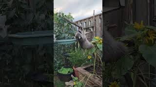 Mischievous Raccoon Steals Bird Food [upl. by Lyndsay]