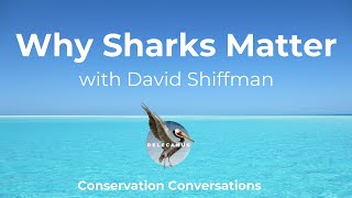 Why Sharks Matter with David Shiffman [upl. by Aidas]