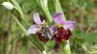 Ophrys gracilis pseudocopulation Eucera [upl. by Rosemaria491]