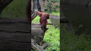 紅毛猩猩Bornean OrangutanTaipei Zoo [upl. by Adnalahs]